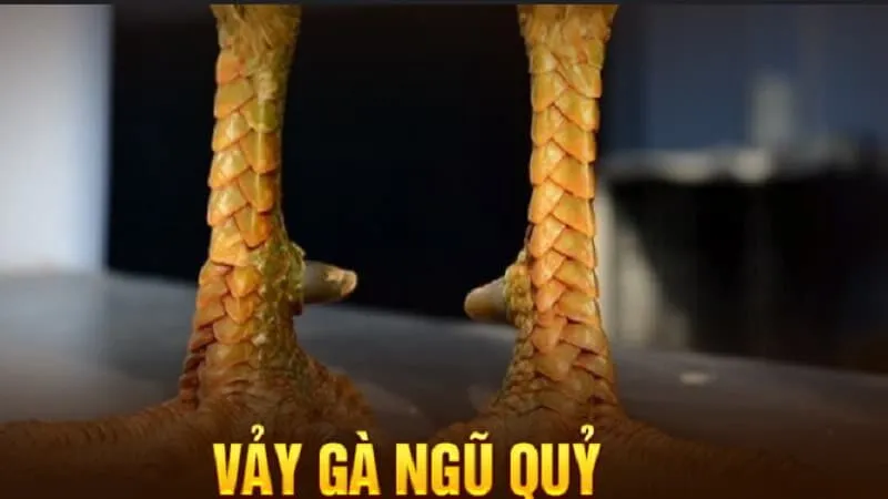 Phân loại các loại vảy gà phổ biến hiện nay
